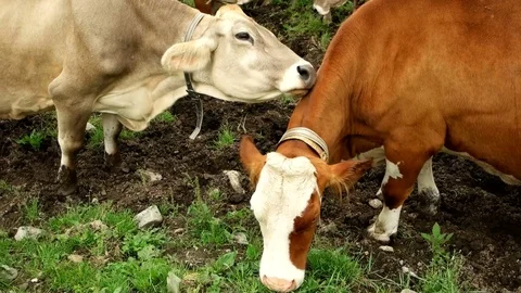 Alpine cows licking each other Stock Footage 85410252