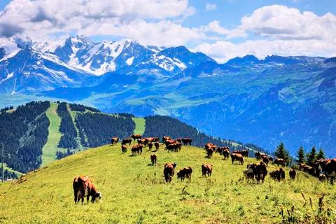 Alpine cows Stock Photos