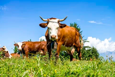 Alpine cows Stock Photos