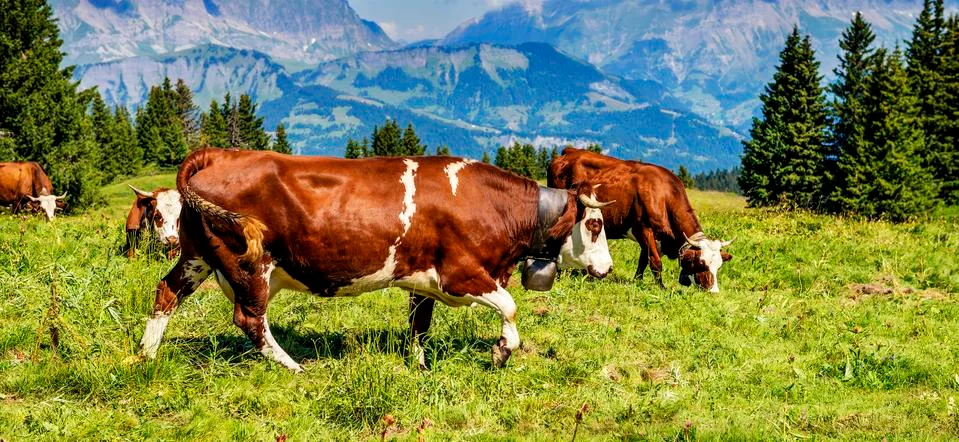 Alpine cows Stock Photos
