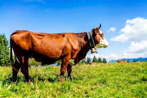 Alpine cows Foto stock