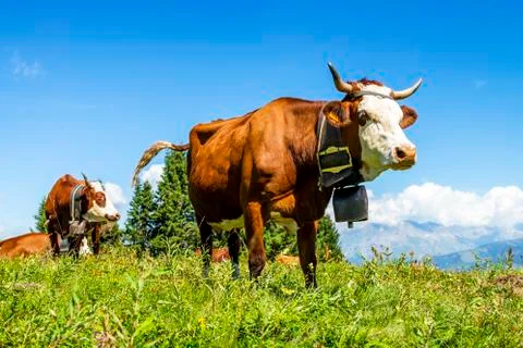 Alpine cows Stock Photos