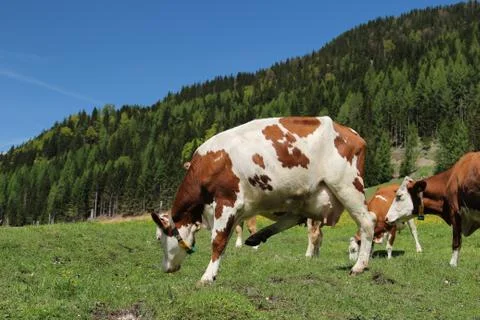 Alpine cows Foto stock