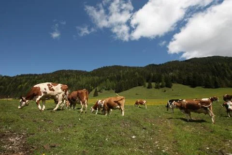 Alpine cows 스톡 사진