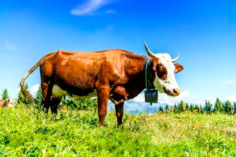 Alpine cows Foto stock