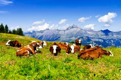 Alpine cows Stock Photos