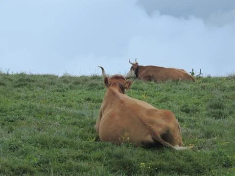 Alpine Cows Stock-Fotos