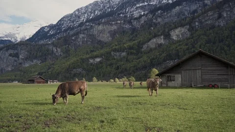Alpine cows run up to the camera, amazing mountain covered large stones and 库存影片 116416239