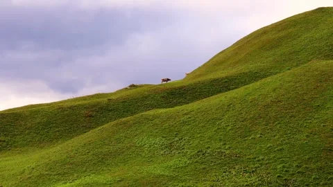 Alpine cows on a steep alpine pasture 4k 25fps video Stock Footage 287438414