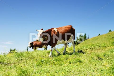 Alpine cows in summer Stock Photos