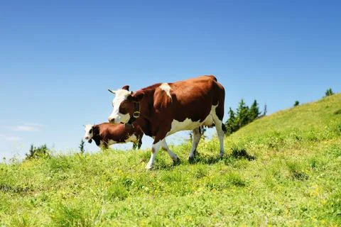 Alpine cows in summer Stock Photos