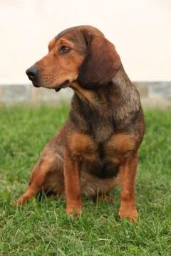 Alpine dachsbracke Stock Photos