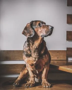 Alpine Dachsbracke Stock Photos