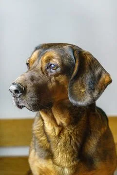 Alpine Dachsbracke Stock Photos