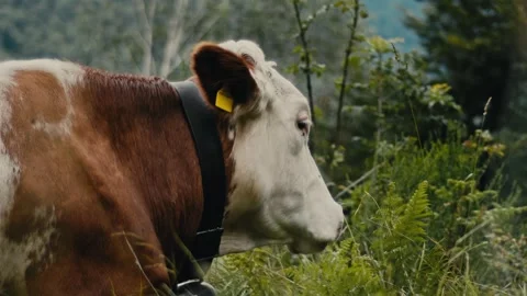 Alpine Dairy Cow Close-Up With Ear Tag Chewing Видео 339378925