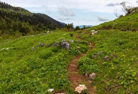 Alpine elevation in a park area, trees in new greenery, spring colors, flower Stock Photos