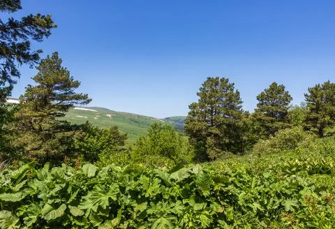 Alpine elevation in a park area, trees in new greenery, spring colors, flower Stock Photos