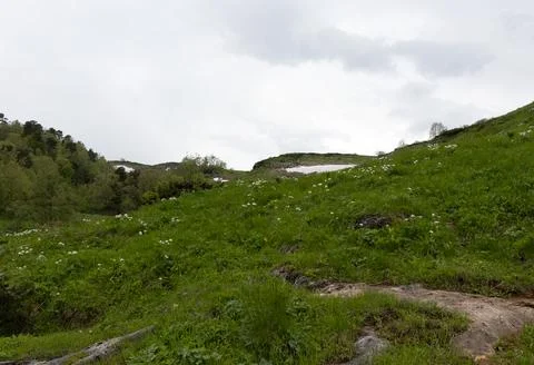 Alpine elevation in a park area, trees in new greenery, spring colors, flower Stock Photos