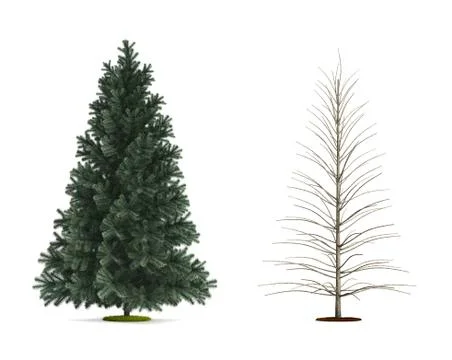 Alpine fir tree. Stock Illustration
