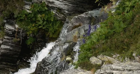 Alpine flora and flowers around a mountain waterfall Video stock 252194745