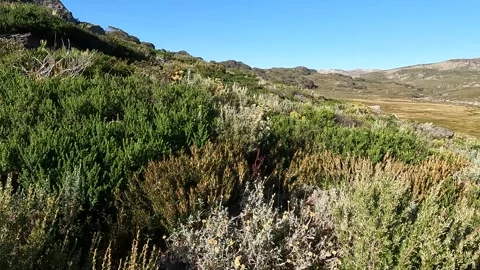 Alpine Flora and Native Vegetation on Mount Kosciuszko, Main Range, Koscius.. Stock-Footage 312062070