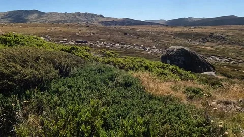 Alpine Flora and Native Vegetation on Mount Kosciuszko, Main Range, Koscius.. Stock Footage 312062212