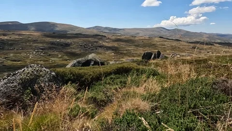 Alpine Flora and Native Vegetation on Mount Kosciuszko, Main Range, Koscius.. Stock Footage 312062217