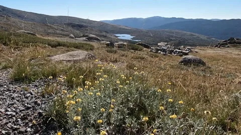 Alpine Flora and Native Vegetation on Mount Kosciuszko, Main Range, Koscius.. Stock Footage 312062229