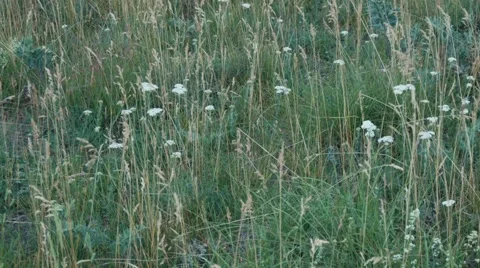 Alpine flora Stock Footage 44127821