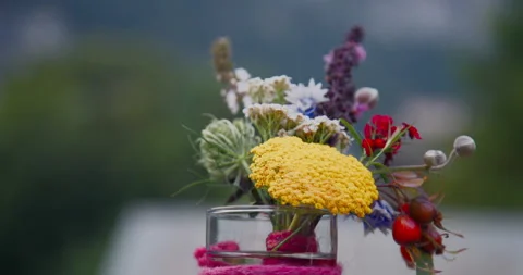 Alpine Flower Display Stock Footage 169917102