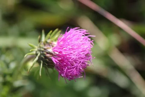 Alpine flower Stock Photos