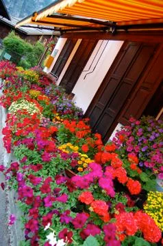 Alpine Flowerbox 写真素材