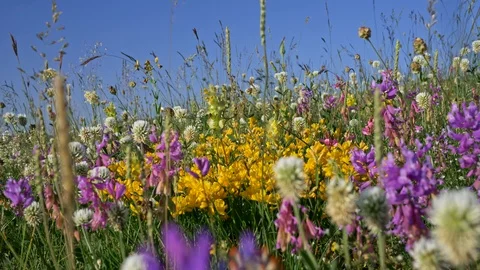 Alpine flowering meadows. Camera moving through bright colored wild flowers in a Video stock 113455744