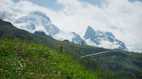 Alpine flowers and mountains in back - Shot on RED at 5K Stock Footage 79327158