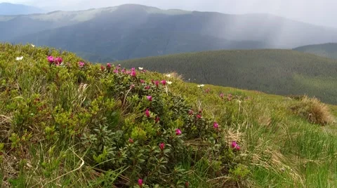 Alpine flowers on a background of mountains Stock Footage 68796898