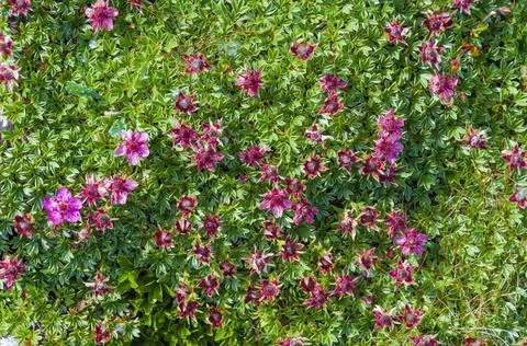 Alpine flowers background Foto stock