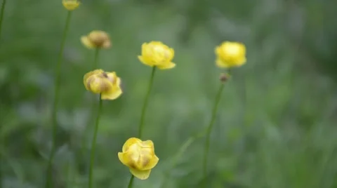 Alpine flowers bloom in summer Stock Footage 51913467