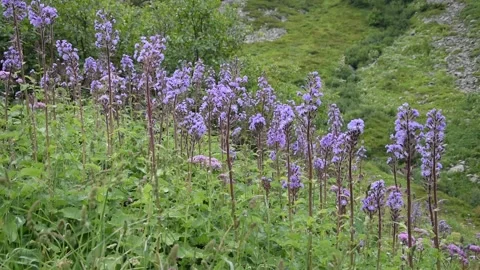 Alpine flowers Stock Footage 135727538