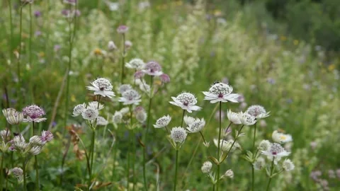 Alpine flowers Stock Footage 135830633