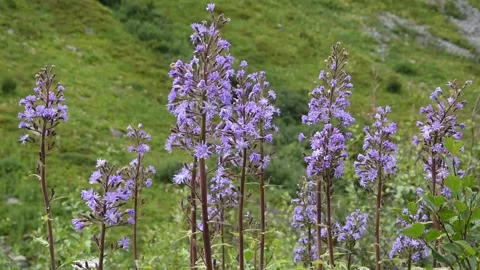 Alpine flowers Stock Footage 135979763