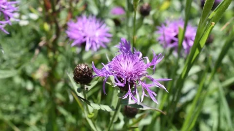 Alpine flowers Stock Footage 135988121