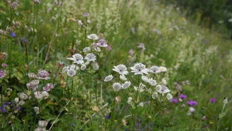 Alpine flowers Stock Footage 136154739