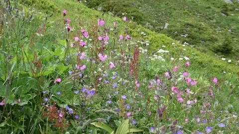 Alpine flowers Stock Footage 136155719