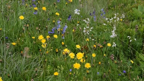 Alpine flowers Stock Footage 136329682