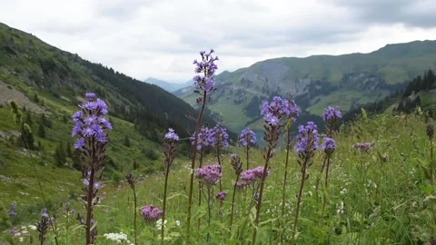 Alpine flowers Stock Footage 136358844