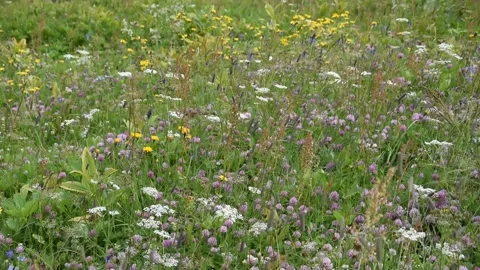 Alpine flowers Stock Footage 136360101