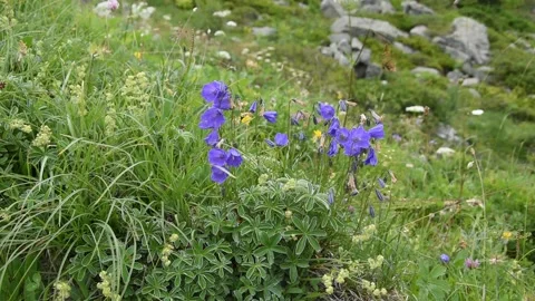 Alpine flowers Stock Footage 136360184