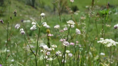 Alpine flowers Stock Footage 136650134