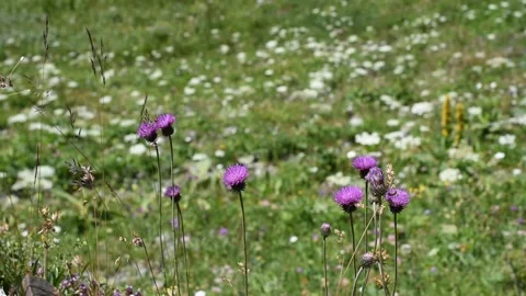 Alpine flowers Stock Footage 136815271