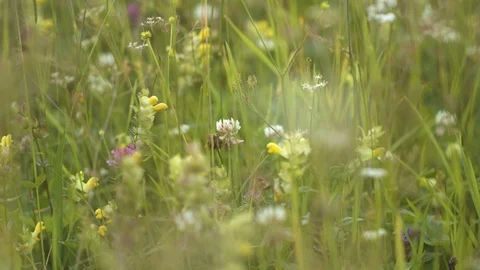 Alpine flowers gently blown by the wind. Stock Footage 94957886
